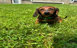 Miniature Dachshund dogs for sale: Clifford - Image 2