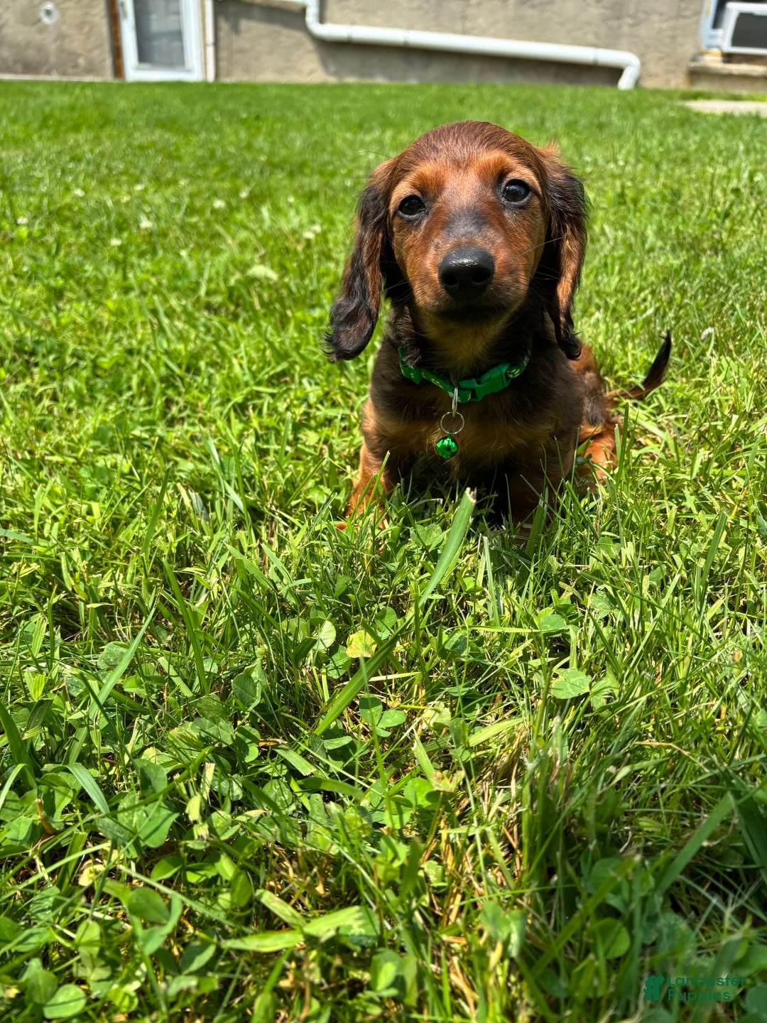 Miniature Dachshund dogs for sale: Clifford - Image 2