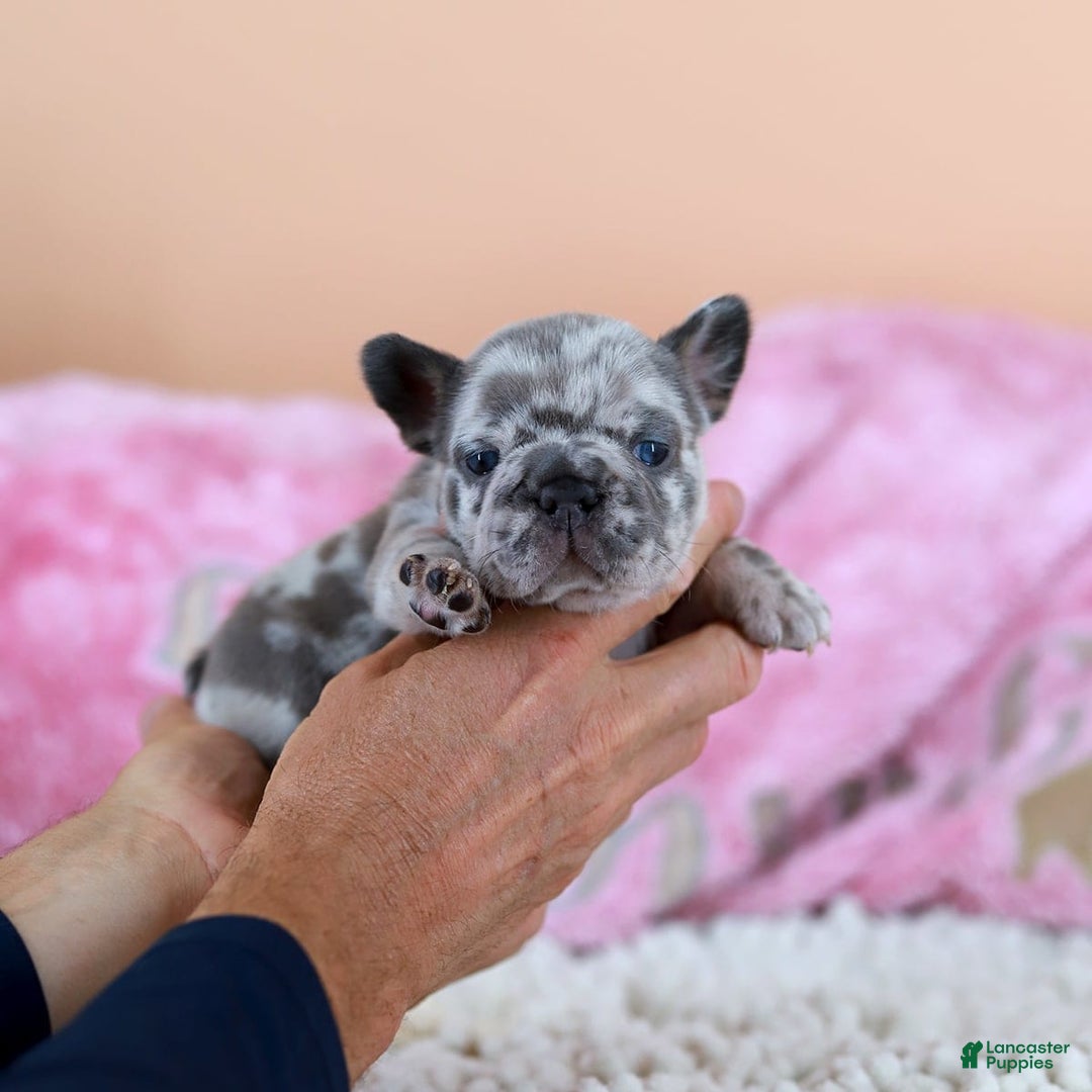 French Bulldog dogs for sale: Daisy - Image 5