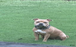 American Bully dogs for sale: Midnight - Image 7