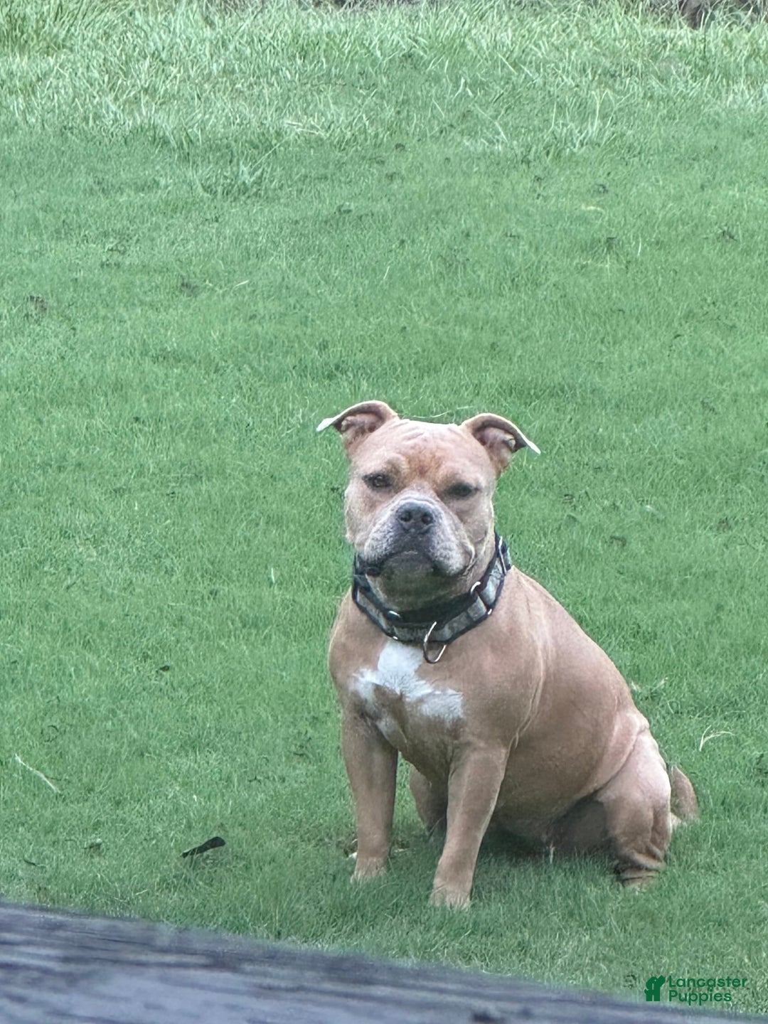 American Bully dogs for sale: Midnight - Image 7