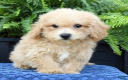 Bichpoo dogs for sale: Doogie - Image 7