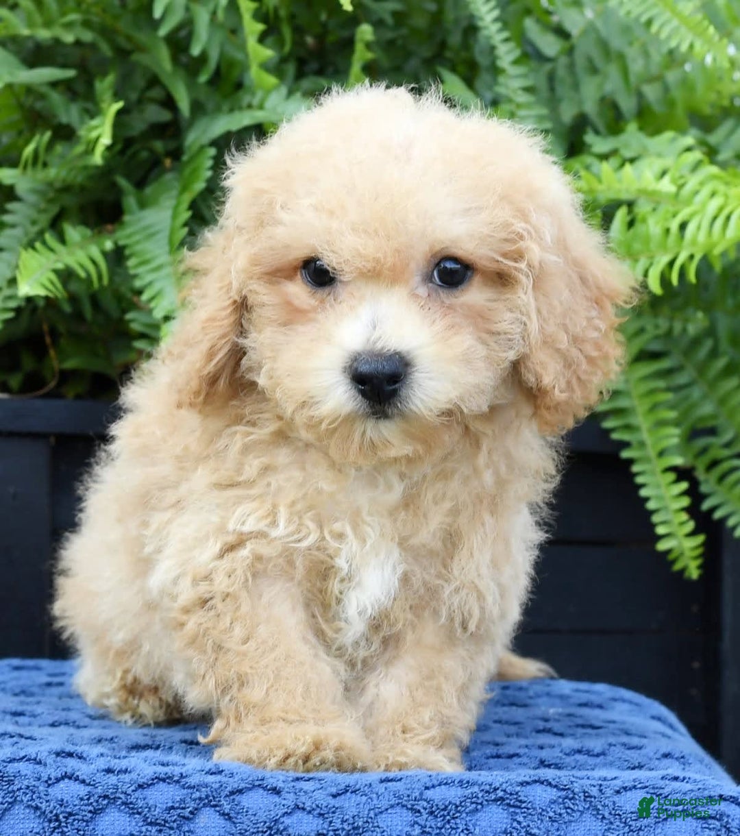 Bichpoo dogs for sale: Doogie - Image 7