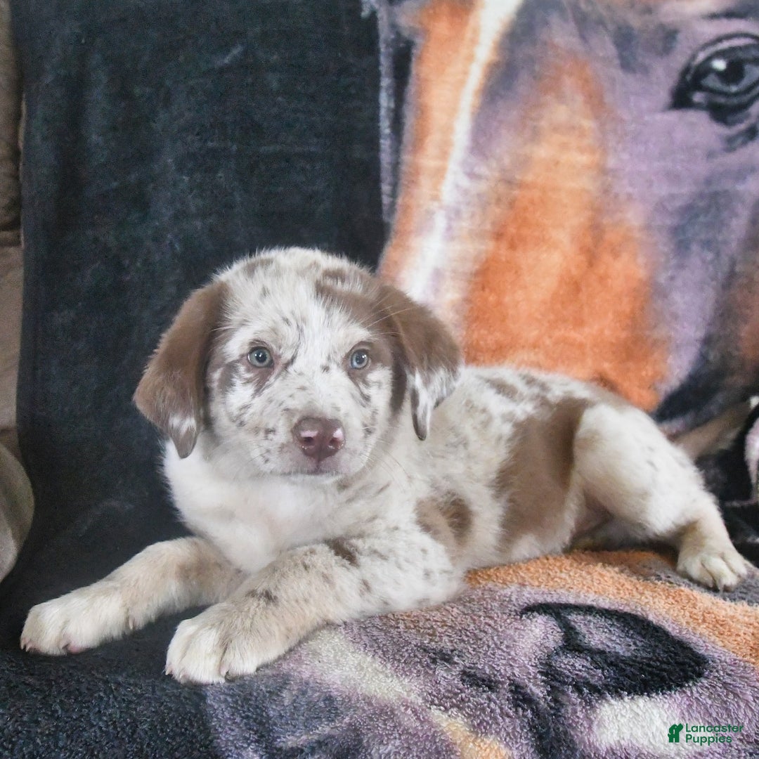 Australian Shepherd dogs for sale: Australian Shepherd 7 puppies - Image 3