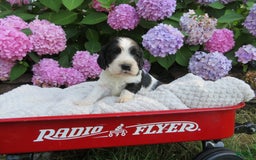 Cocker Spaniel dogs for sale: Max - Image 4