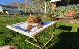 Toy Poodle dogs for sale: Maxi - Image 9