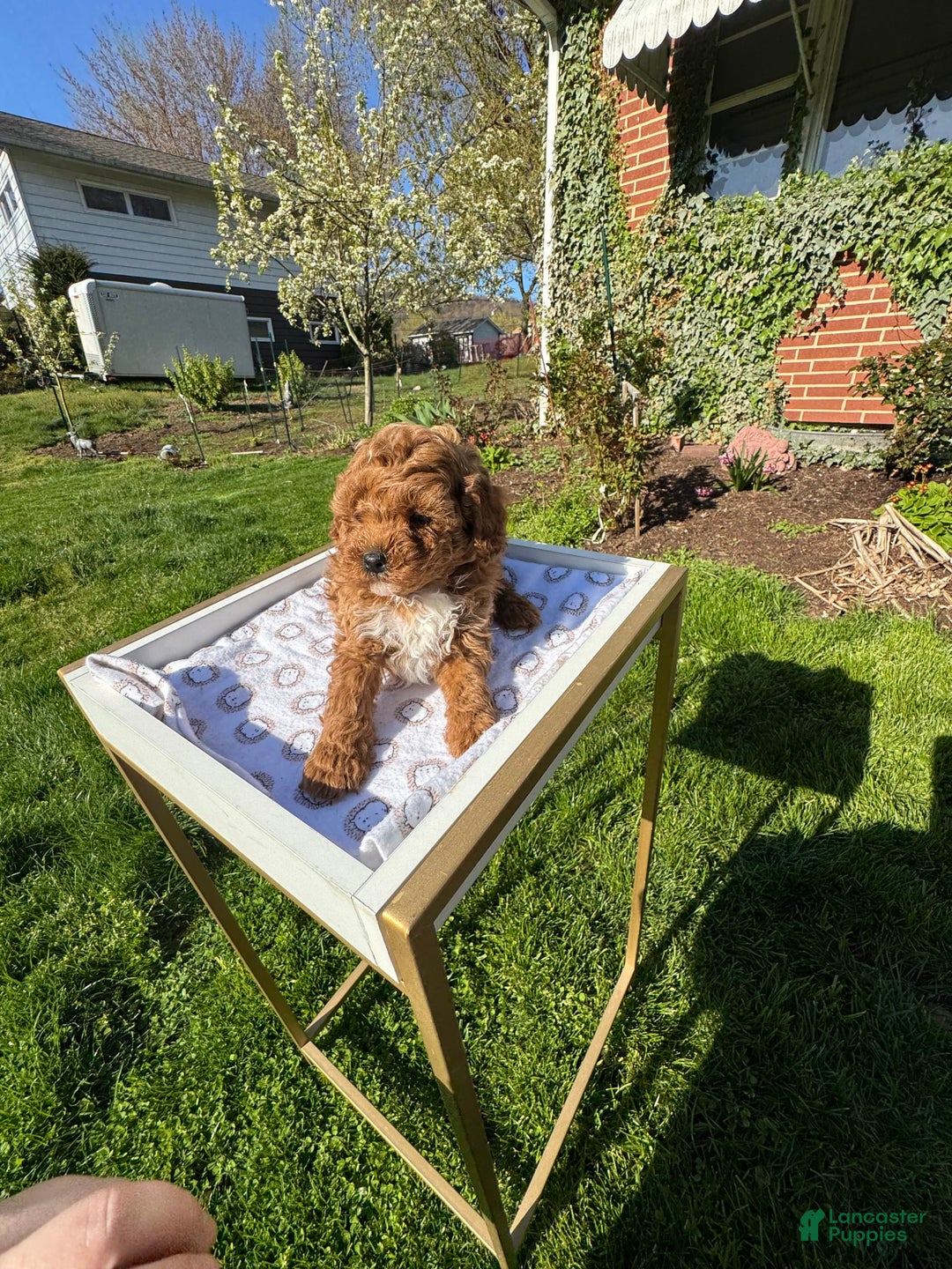 Toy Poodle dogs for sale: Maxi - Image 9