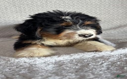 Mini Bernedoodle dogs for sale: Miles - Image 6