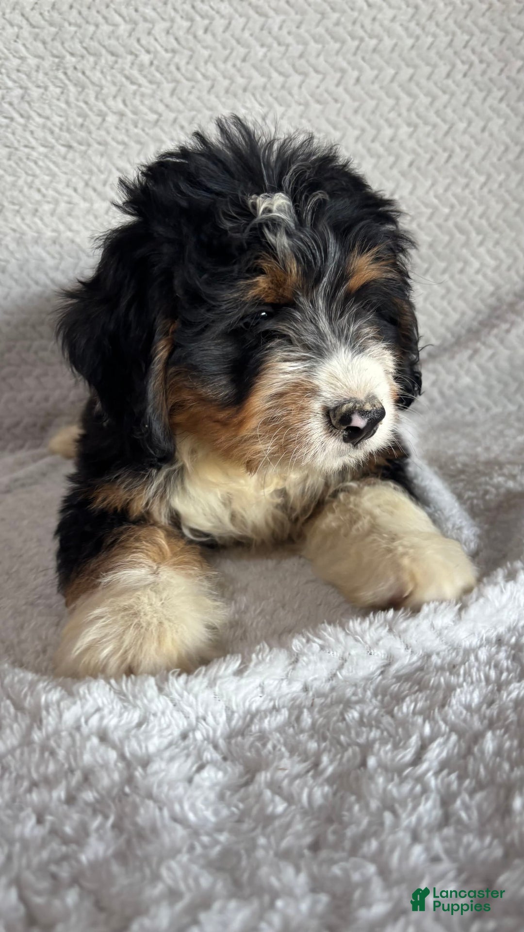Mini Bernedoodle dogs for sale: Miles - Image 6
