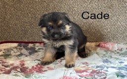 German Shepherd dogs for sale: Cade - Image 4