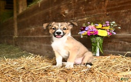 Shetland Sheepdog dogs for sale: Rosie - Image 3