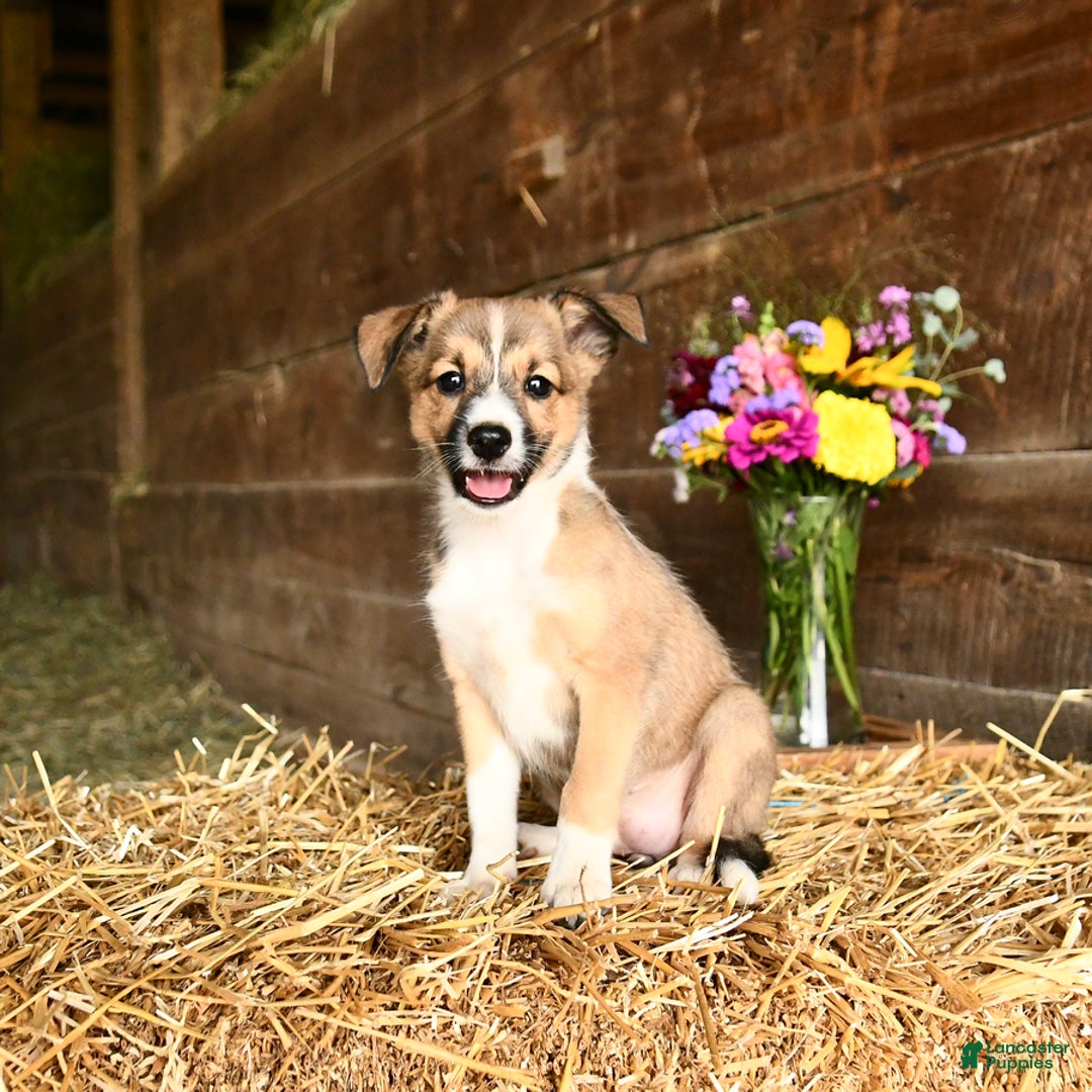 Shetland Sheepdog dogs for sale: Rosie - Image 3