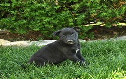 Belgian Malinois dogs for sale: Lily - Image 1