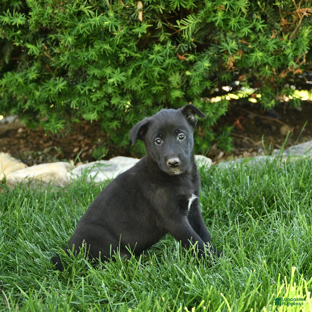 Belgian Malinois dogs for sale: Lily - Image 1