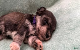 Miniature Schnauzer dogs for sale: Puppy7purple - Image 3