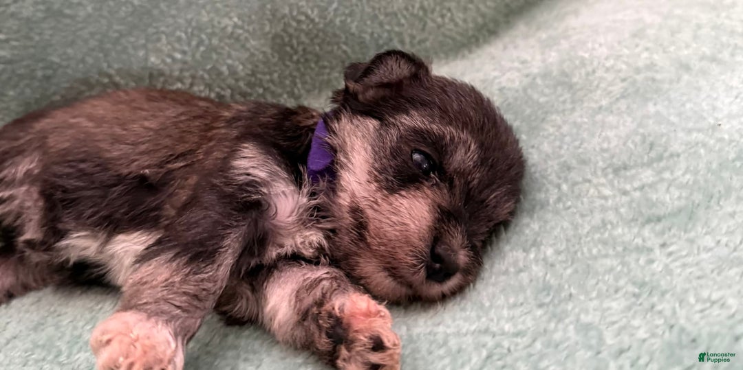 Miniature Schnauzer dogs for sale: Puppy7purple - Image 3