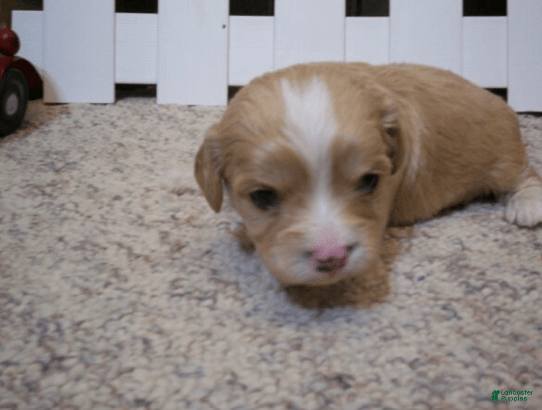 Cavachon dogs for sale: Piper - Image 13