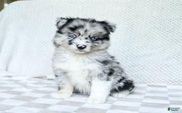 Pomsky dogs for sale: Bella - Image 1