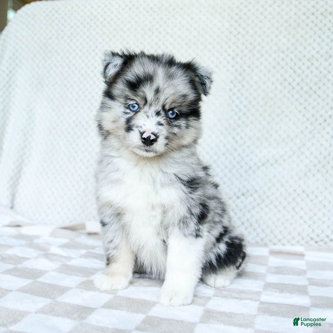 Pomsky dogs for sale: Bella - Image 1