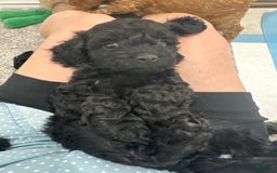 Mini Goldendoodle dogs for sale: Males Litter 2 - Image 37