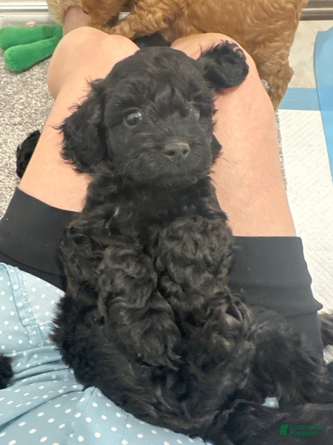 Mini Goldendoodle dogs for sale: Males Litter 2 - Image 37