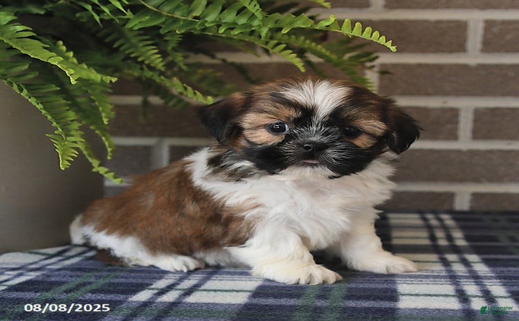 Shih Tzu dogs for sale - Ad 2