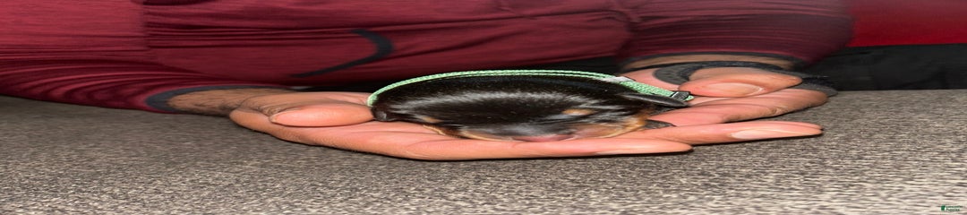 Green Collar