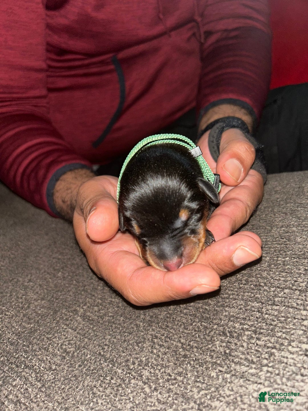 Doberman Pinscher dogs for sale: Green Collar - Image 2