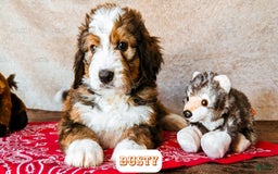 Bernedoodle dogs for sale: Dusty - Image 18