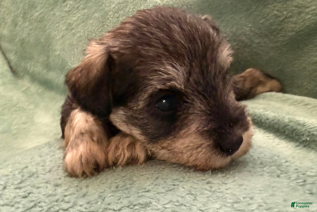 Miniature Schnauzer dogs for sale: Puppy1black - Image 3