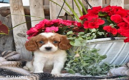Cavapoo dogs for sale: Dallas - Image 2