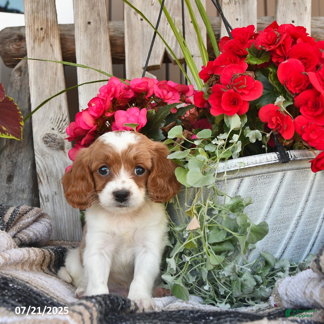 Cavapoo dogs for sale: Dallas - Image 2