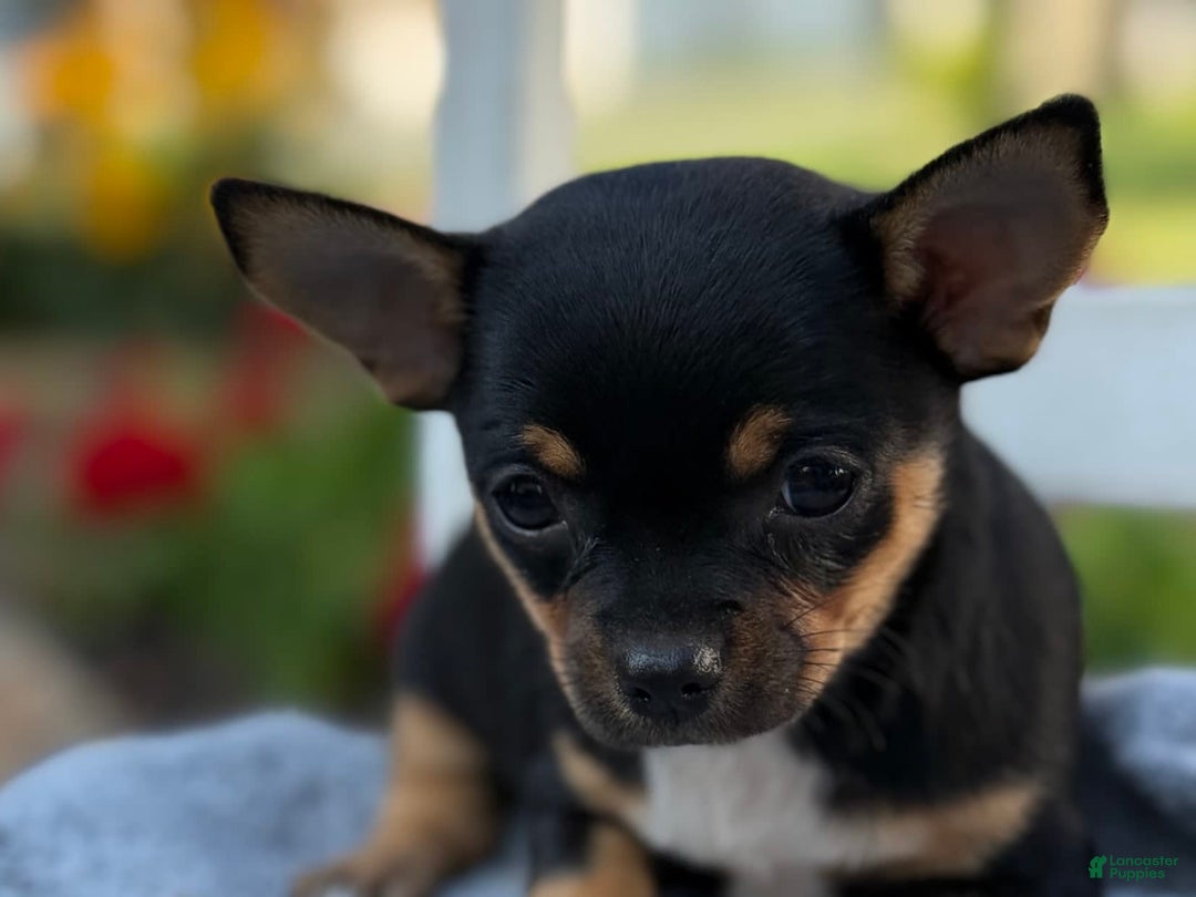 Chihuahua dogs for sale: Sprinkles - Image 10