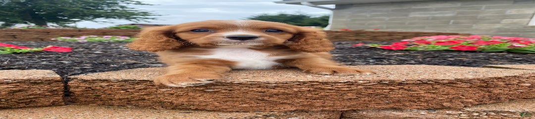 Murray