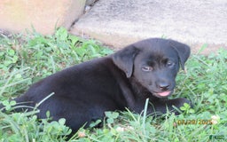 Labrador Retriever dogs for sale: Hunter - Image 18