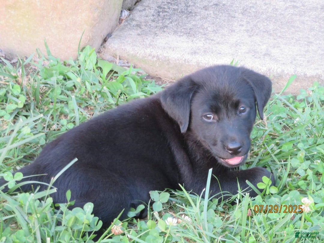 Labrador Retriever dogs for sale: Hunter - Image 18