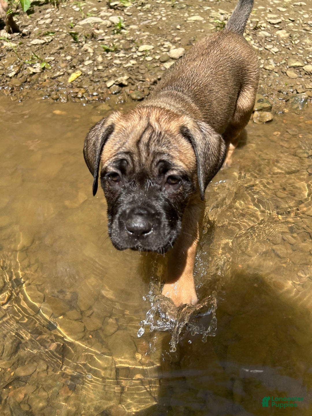 Cane Corso dogs for sale: Mandisa - Image 6