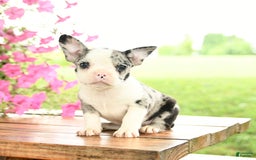 Frenchton dogs for sale: Gracie - Image 1