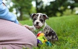 Beabull dogs for sale: Oreo - Image 11