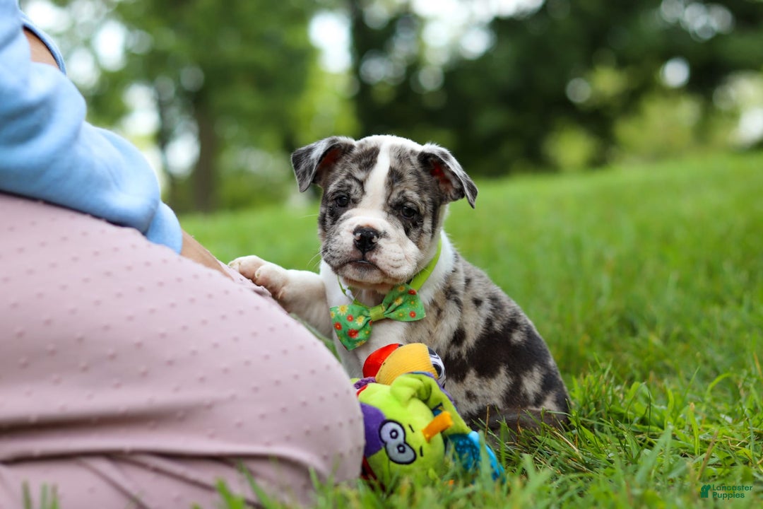 Beabull dogs for sale: Oreo - Image 11