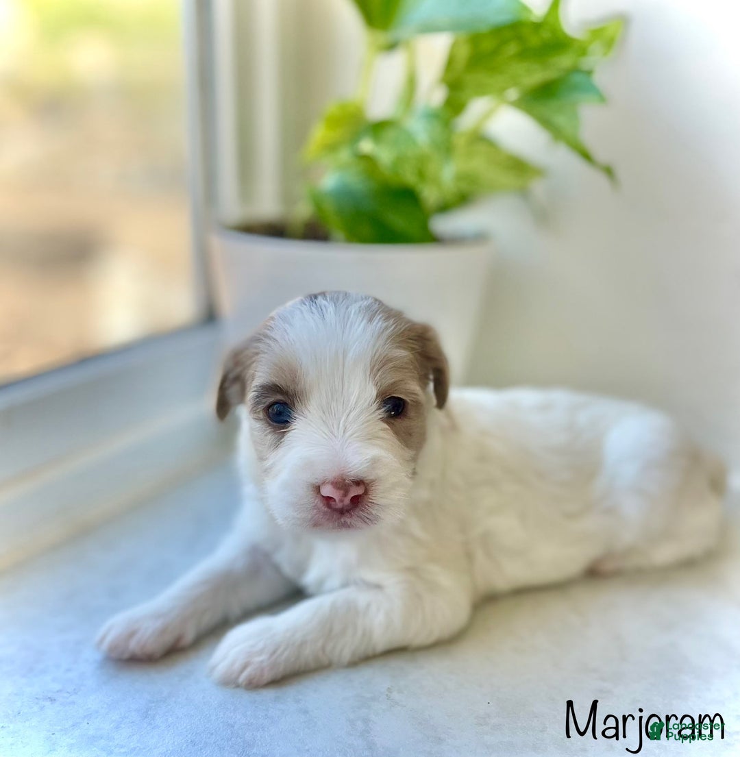 Mini Aussiedoodle dogs for sale: Marjoram  BLUE EYES - Image 4