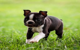 Boston Terrier dogs for sale: Patty - Image 3