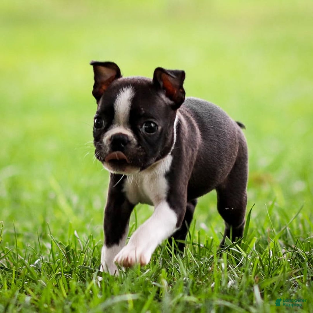 Boston Terrier dogs for sale: Patty - Image 3