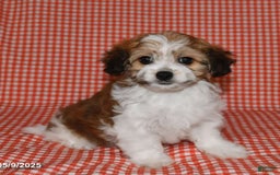 Havanese dogs for sale: Chunky Monkey - Image 6