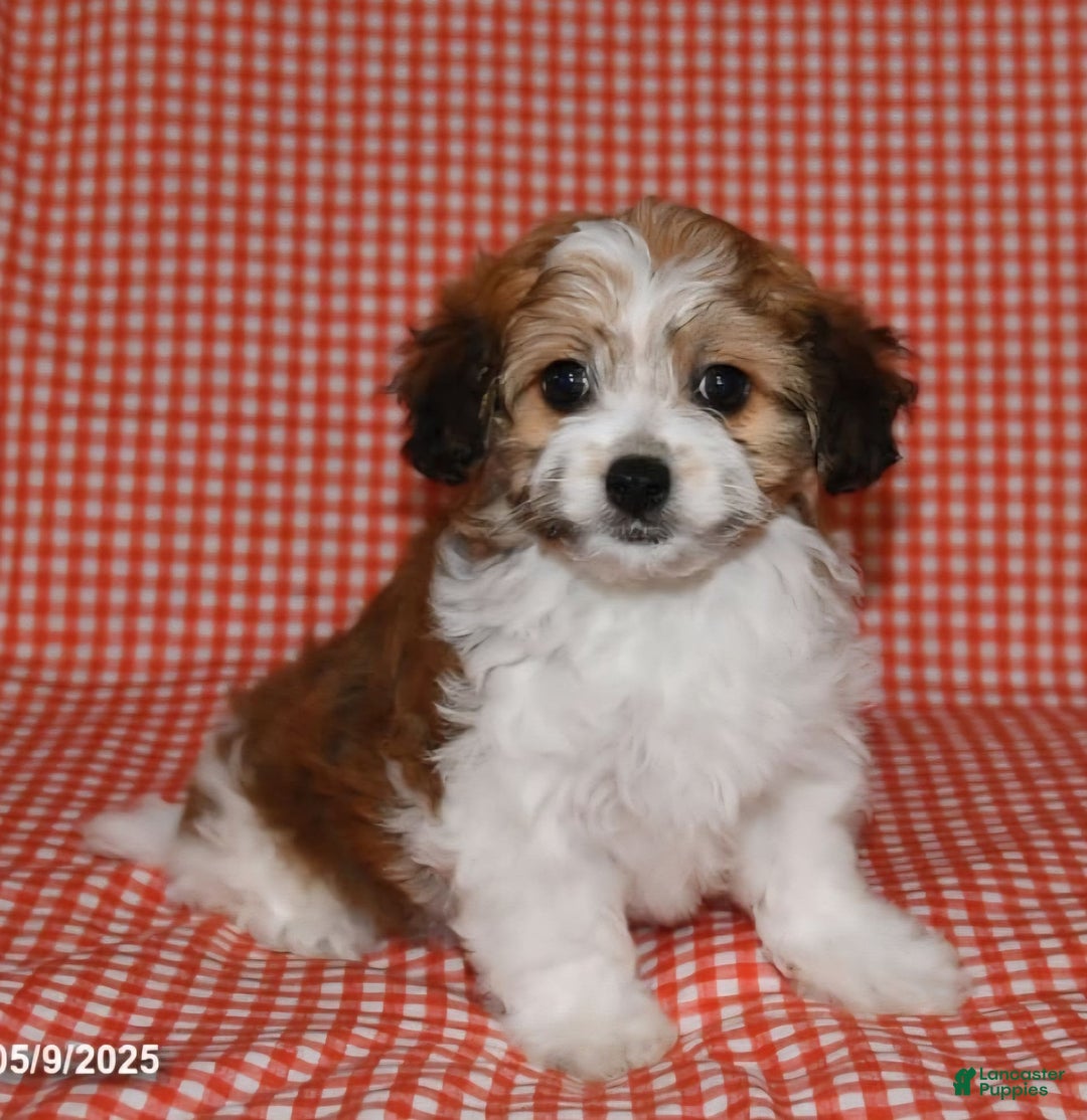 Havanese dogs for sale: Chunky Monkey - Image 6
