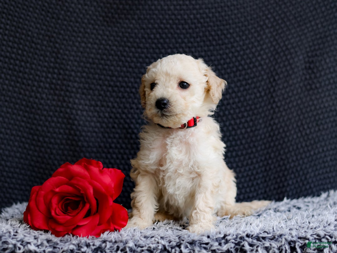 Mini Goldendoodle dogs for sale: Kole - Image 2