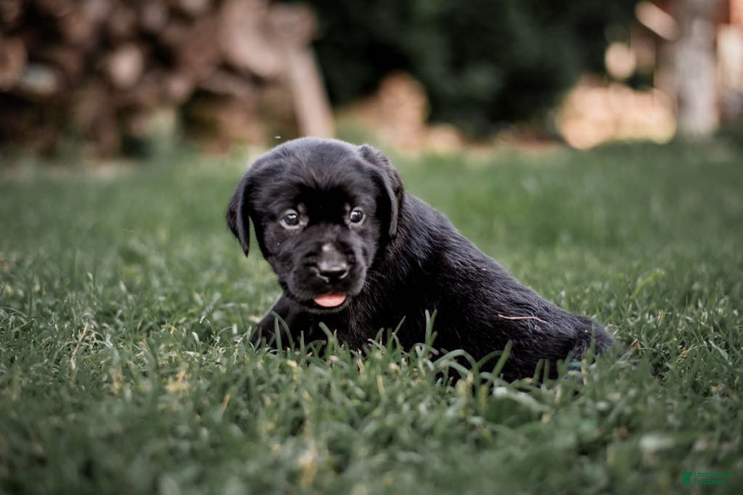 Goldador dogs for sale: Blue - Image 8