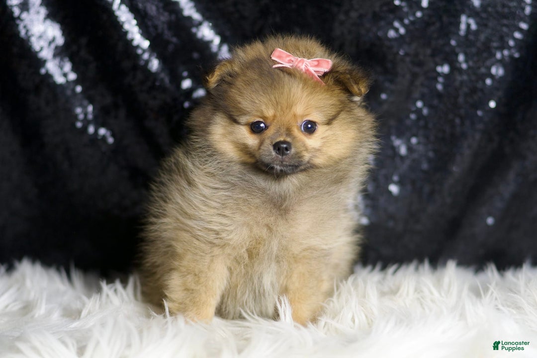 Pomeranian dogs for sale: Sandie - Image 4