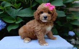 Mini Goldendoodle dogs for sale: Janice - Image 2