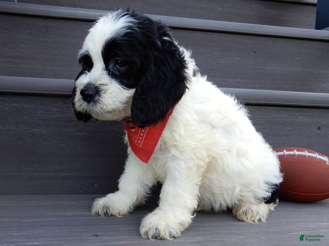 Cockapoo dogs for sale: Panda - Image 4
